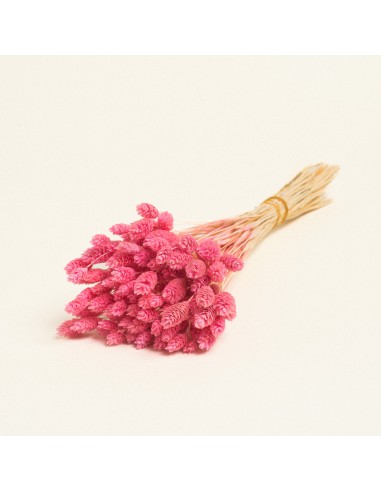 Beauty Home ΑΠΟΞΗΡΑΜΕΝΗ ΦΑΛΑΡΙΣ  Ροζ